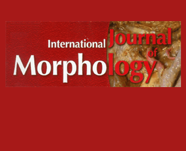 B_Int_J_Morphology
